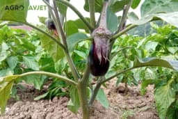 Osobine i uslovi uspijevanja plavog patlidžana