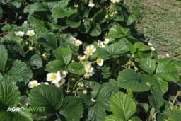 Čaj od lišća jagode za bolesti stomaka