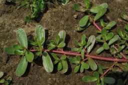 Kako se tušt koristi u ishrani i za šta je dobar?