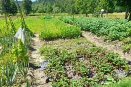 Šta može da se sije i sadi u avgustu u povrtnjaku?