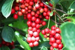 Schisandra, penjačica sa ukusnim plodovima