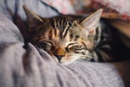 Liječe nesanicu i smanjuju rizik od alergija: Naučnici otkrili zašto su mačke idealni ljubimci