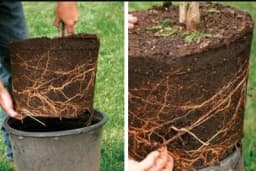 Presađivanje drvenastih biljaka iz manjih u veće posude