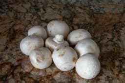 Kako napraviti gajilište za proizvodnju šampinjona