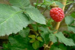 Tajberi – liči na malinu, a ima ukus kupine