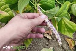 Proizvodnja boranije u plasteniku