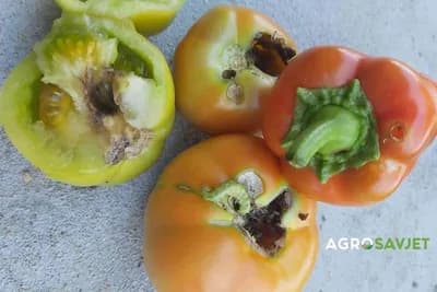 Crvljiv paradajz i paprika? Larva noćnog leptir je kriva za to! Evo kako da je suzbijete