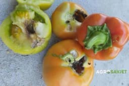 Crvljiv paradajz i paprika? Larva noćnog leptir je kriva za to! Evo kako da je suzbijete