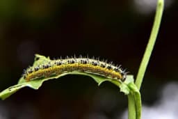 Zaštitite biljke na prirodan način: Evo kako protiv GUSJENICA