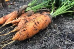 Da li šišanje lišća mrkve podstiče debljanje njenog korijena?