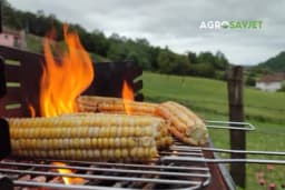 Koji je zdravije jesti - Pečeni ili kuvani kukuruz?