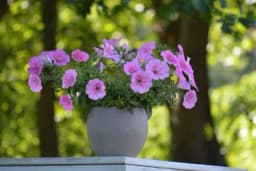 Cvijeće koje voli jako sunce i uspijeva i na 40 stepeni