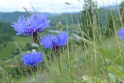 Različak nekad smatran korovom, a sad ga svi žele u dvorištu