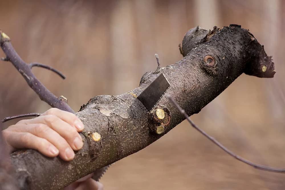 10 znakova da je vrijeme da posječete stablo i zamijenite ga novim!