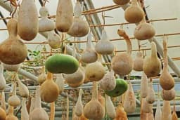 TIKVE SUDOVNJAČE - Nepravedno zaboravljene, a veoma korisne i ukusne