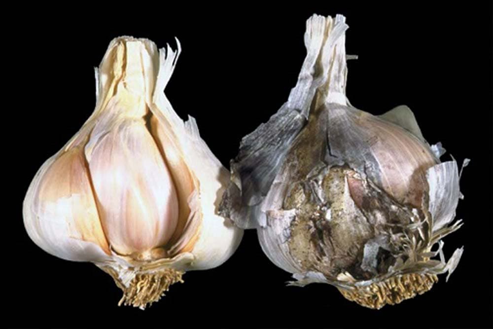 trulež bijelog luka