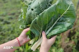 Ljekovitost blitve i način gajenja