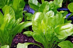 Posijte blitvu u septembru ukoliko želite da je jedete na jesen ili zimu!