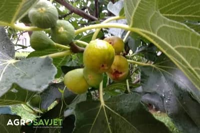 Koje vitamine sadrži smokva i zašto je tako zdrava?