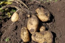 Koja je opasnost od ranog ili kasnog vađenja krompira - KAD JE PRAVI TRENUTAK!