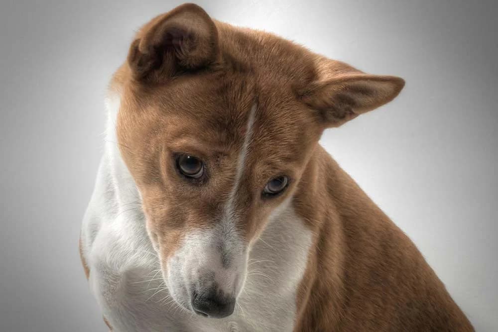 Ne laju i ne prave buku - Četiri najtiše rase pasa