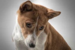 Ne laju i ne prave buku - Četiri najtiše rase pasa