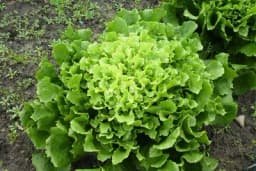 Sadnja i  uzgoj endivije