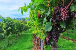 Šta utiče na kvalitet grožđa?