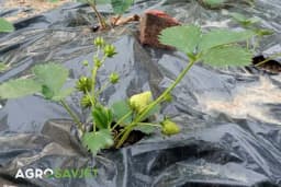 Sadnja jagoda u jesen