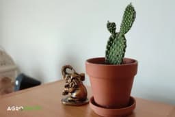 Feng šui stručnjaci upozoravaju: Ovu biljku nikako ne bi trebalo da držite u sobi