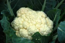 Kako da glavice karfiola ostalu bijele dok su u bašti - Tajna je u pokrivanju