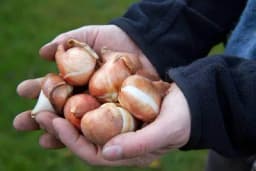 Vađenje i čuvanje lukovica gladiola
