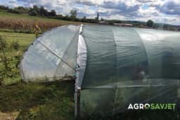 Kako spasiti povrće u plasteniku kada dođe do zahlađenja - Paradajz, paprika i krastavac najosjetljiviji