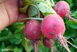 Uspješna jesenja sjetva rotkvice - Izbjegnite najčešće greške