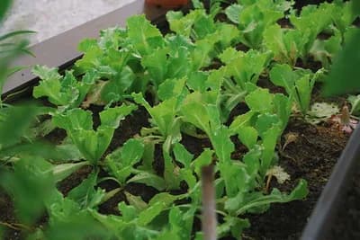 Zdrava i ukusna salata na vašoj terasi bez puno truda - Uzgojite rukolu u saksijama