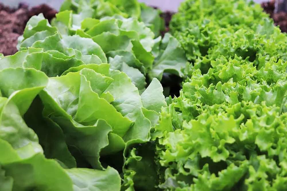 salata