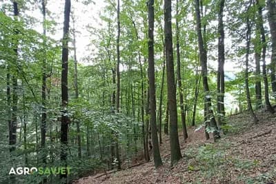 Kako klimatske promjene utiču na drveće?