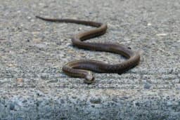 Sredstvo koje tjera zmije iz dvorišta