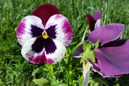 Biljka "dan i noć" idealna za jesen i zimu