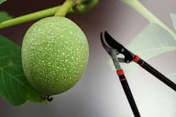 Orezivanje oraha u proljeće - Detaljna uputstva za veće prinose