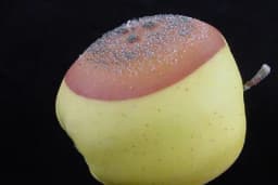 Plava trulež uskladištenih plodova jabuke