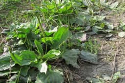 Kako da rasadite bokvicu? DAR PRIRODE koji svaka kuća mora da ima