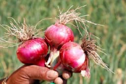 Crni luk je zdrav, ali ne bi svako smio da ga jede