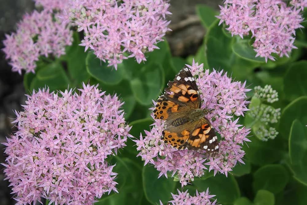 sedum