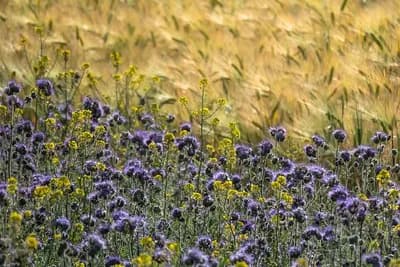 zelenišno đubrenje