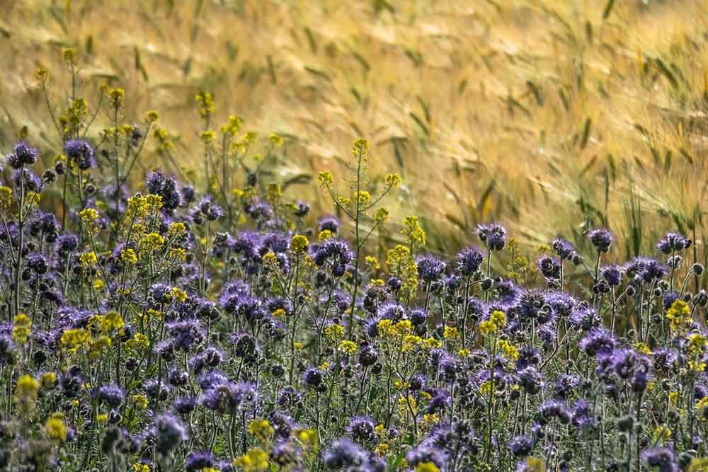 zelenišno đubrenje