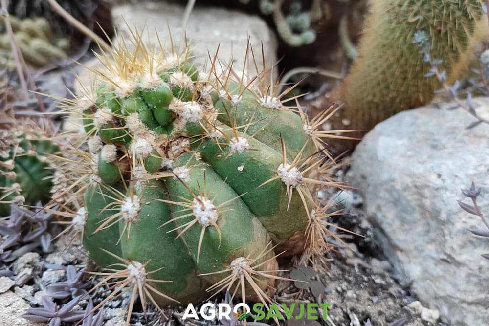 kako održavati kaktuse