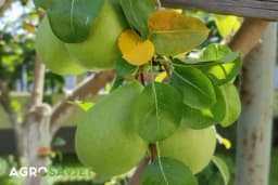 Kruške ne daju plodove - Kako im vratiti rodnost?