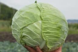 Idealna sorta za kiseljenje kupusa, ne kvari se, a evo kako da ga prepoznate