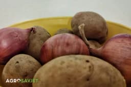 Loše komšije: Krompir i luk nikad ne čuvajte zajedno, evo zašto!